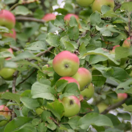 Appartement-reiteralm