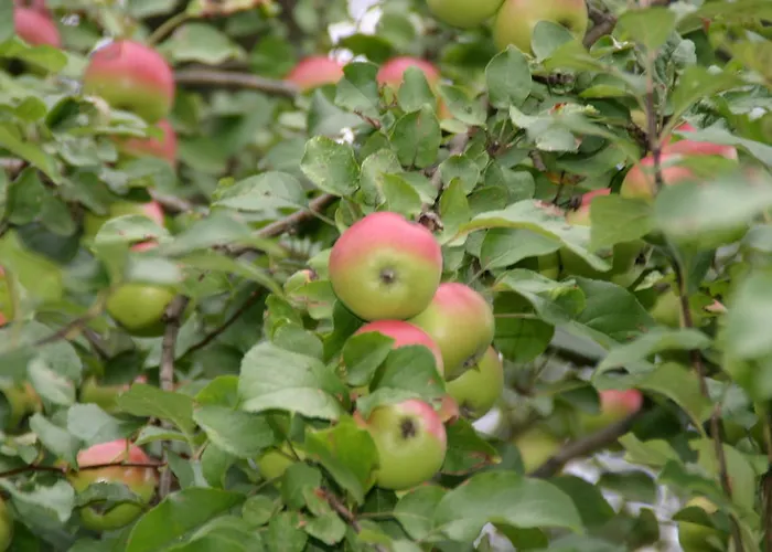 Appartement-reiteralm