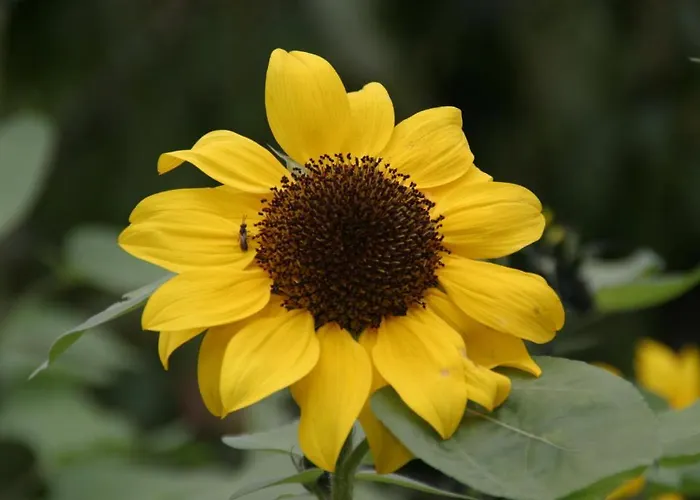 Appartement-reiteralm